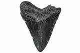 Fossil Megalodon Tooth - South Carolina #301826-1